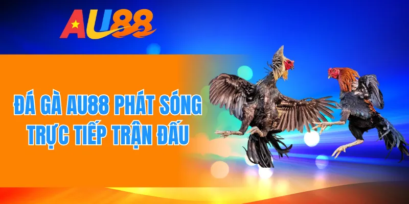 Đá gà AU88 phát sóng trực tiếp trận đấu